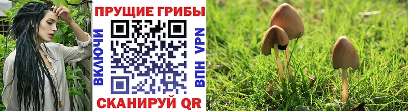 Псилоцибиновые грибы Psilocybine cubensis  Курган 