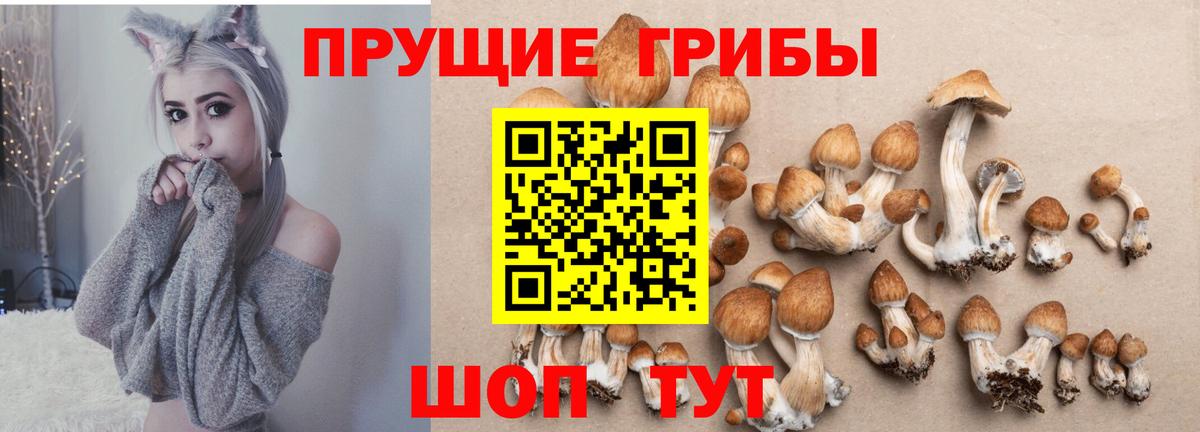 Галлюциногенные грибы Cubensis Курган